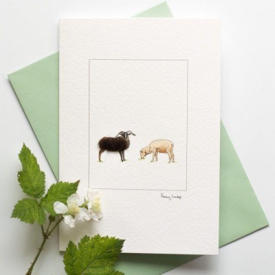 Sheep Soay card Sheep Soay card