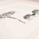 Limited Edition Of Zebras print