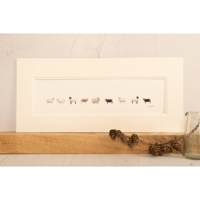 Long row of rare breed Sheep Long row of rare breed Sheep