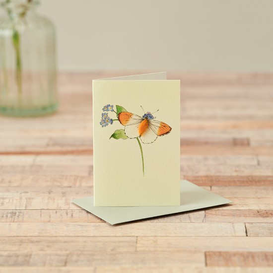 Mini Orange-tipped Butterfly card