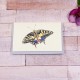 Mini Swallowtail Butterfly card
