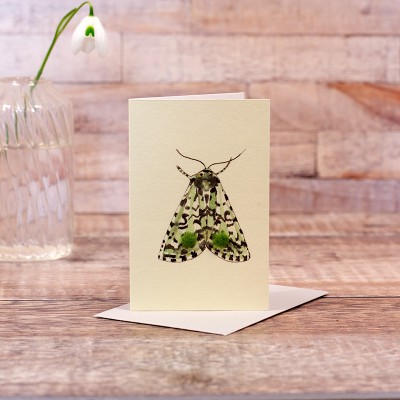 Mini Green moth (Merveille du Jour) card  Mini Green moth (Merveille du Jour) card