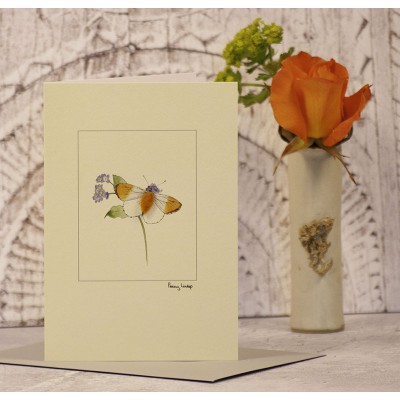 Orange-tipped Butterfly card Orange-tipped Butterfly card