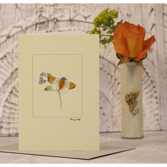 Orange-tipped Butterfly card