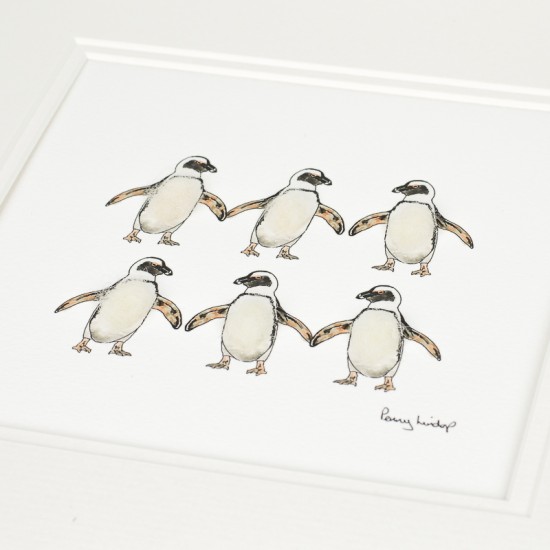 Jackass penguins print