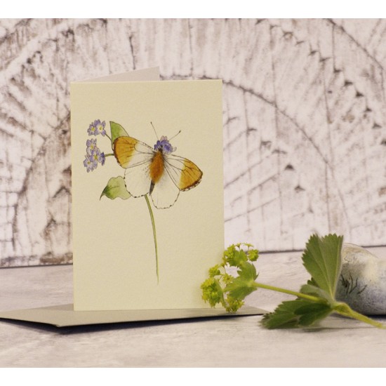 Mini Orange-tipped Butterfly card